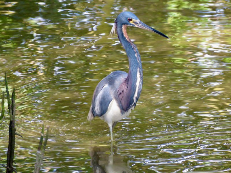 Tricolored Heron